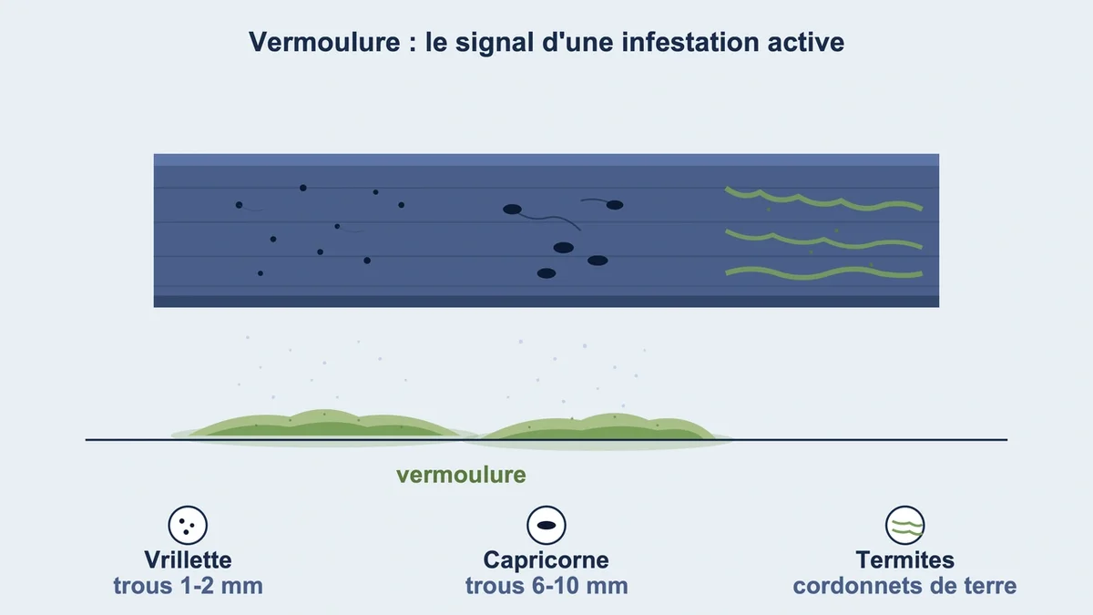Sciure et trous dans une poutre en bois, témoignant d'une infestation par des larves d'insectes