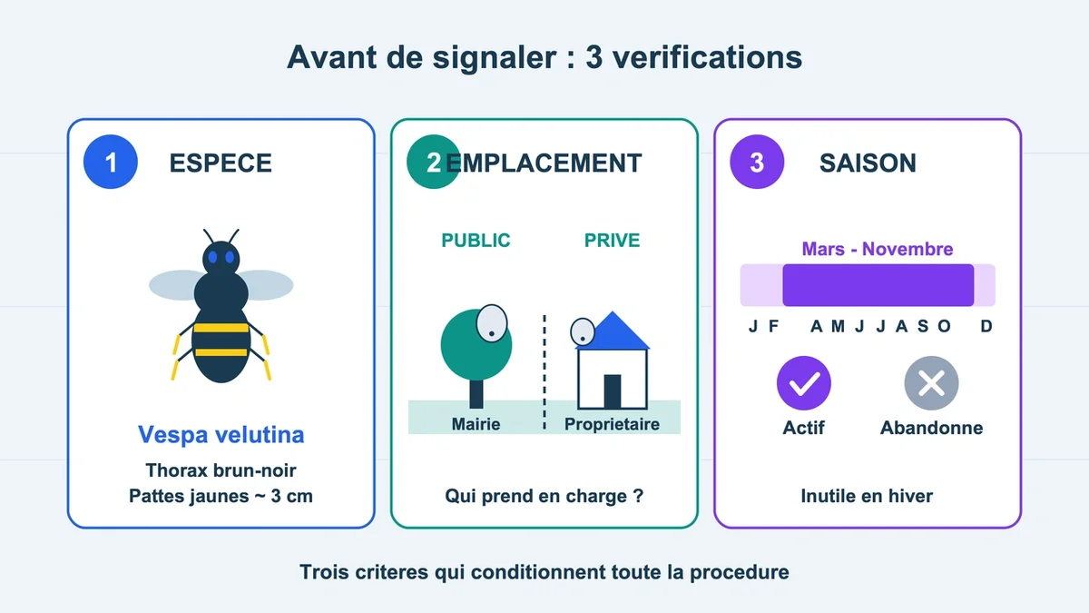 Illustration d'un nid de frelons avec des annotations sur l'espèce et l'emplacement