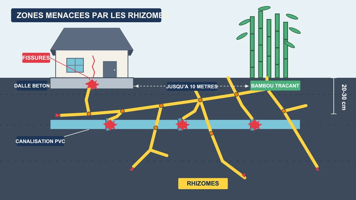 Schéma illustrant les rhizomes de bambou attaquant un mur, une dalle de béton et des canalisations