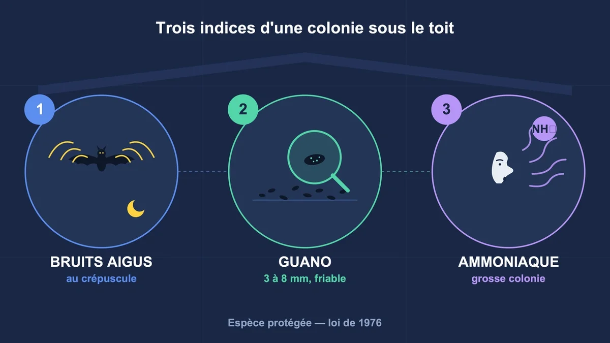 Schéma illustrant les trois indices de présence de chauves-souris sous une toiture