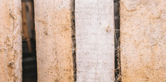 Bête qui mange le bois : 4 coupables et comment les démasquer avant qu’il soit trop tard insecte bois
