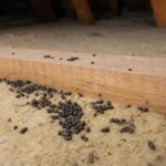 Crottes de loire : ce que ces petits grains noirs disent vraiment de vos combles