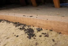 Crottes de loire : ce que ces petits grains noirs disent vraiment de vos combles