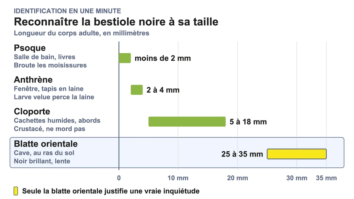 Schéma comparatif des tailles et habitats de différentes espèces d'insectes comme le psoque et la blatte orientale