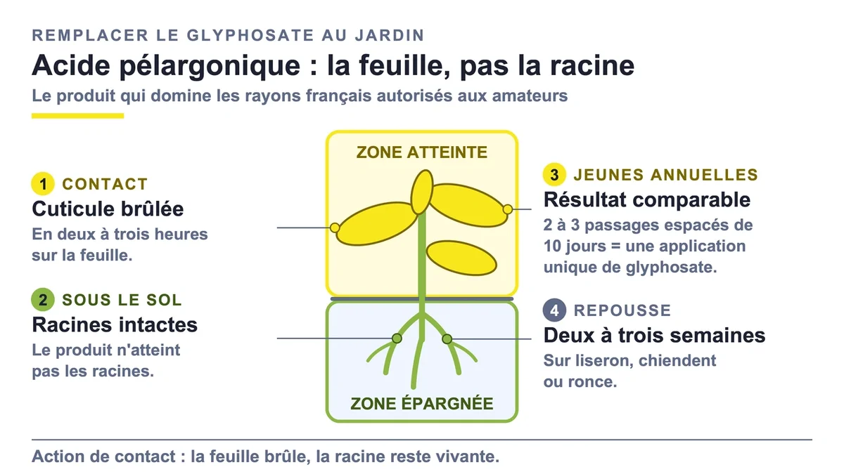 Flacon d'acide pélargonique utilisé comme alternative au glyphosate pour désherber les jardins