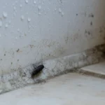 Insecte noir en maison humide : coupez l’eau avant de sortir l’insecticide