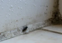 Insecte noir en maison humide : coupez l’eau avant de sortir l’insecticide