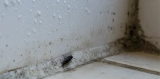 Insecte noir en maison humide : coupez l’eau avant de sortir l’insecticide