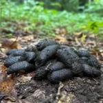 Crotte de sangliers : ce qu’il faut comprendre de ce tas de 20 cm