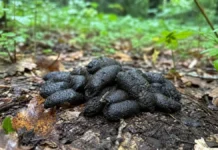 Crotte de sangliers : ce qu’il faut comprendre de ce tas de 20 cm