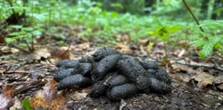 Crotte de sangliers : ce qu’il faut comprendre de ce tas de 20 cm