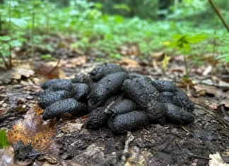 Crotte de sangliers : ce qu’il faut comprendre de ce tas de 20 cm