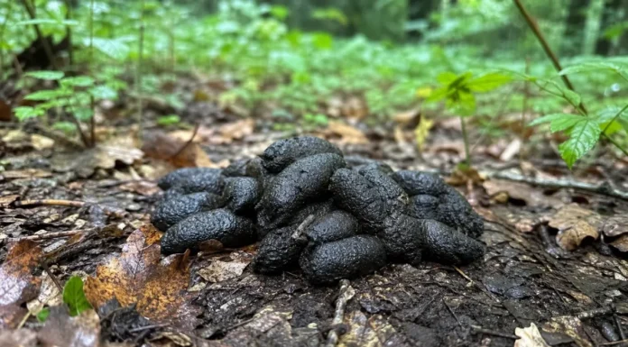 Crotte de sangliers : ce qu’il faut comprendre de ce tas de 20 cm